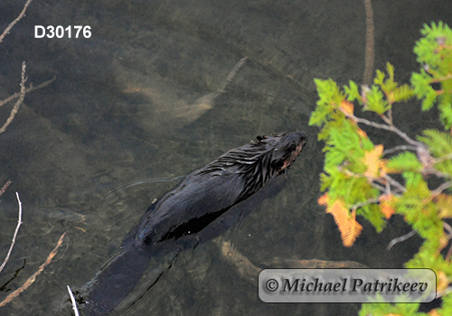 North American Beaver (Castor canadensis)